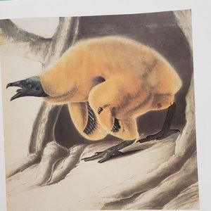 Turkey Vulture by J. J. Audubon